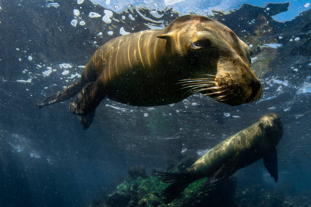 istock sea lion seal underwater while diving galapagos 1137915099