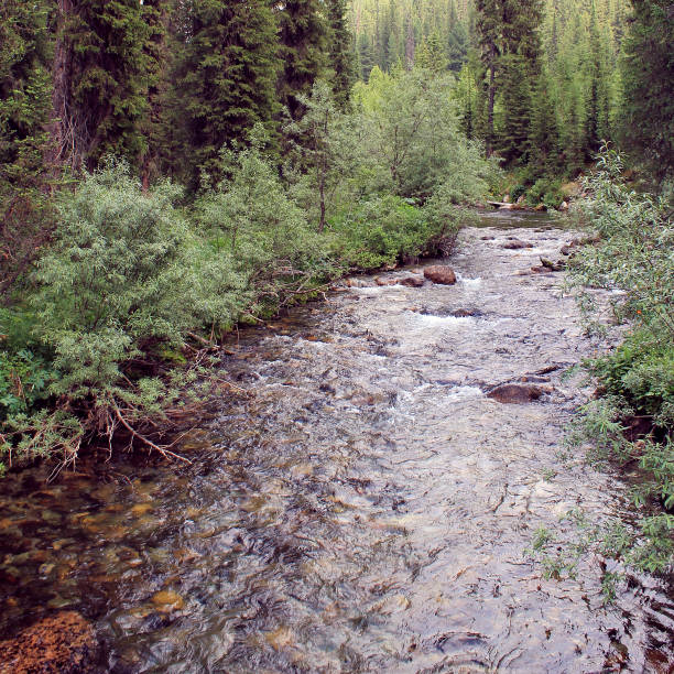 istock The mountain stone river in the forest. 1137915788