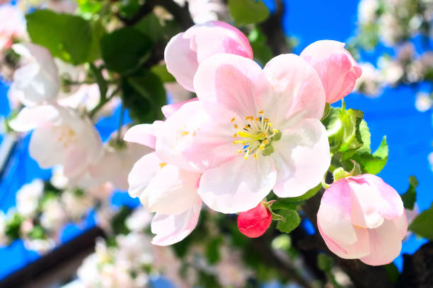 istock Apple branch blossom, close-up macro 1137915970