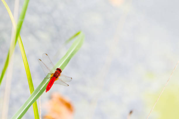 background with The Red dragonfly resting on a straw