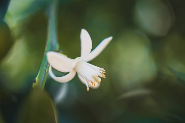 istock Closeup Flower Orange Blossom In Spring In Pollinating 1137916607