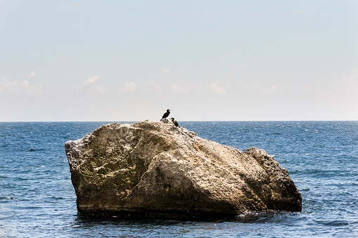 Wild seabirds on a rock in the sea.