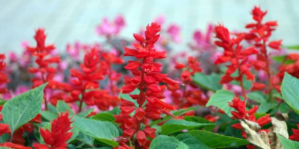 istock red little flowers 1137919631