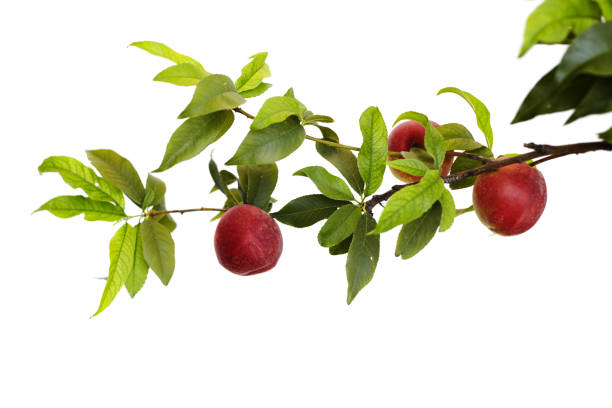 Fresh ripe peaches hanging on a tree branch isolated on pure white background Fresh ripe peaches hanging on a tree branch isolated on pure white background peach tree stock pictures, royalty-free photos & images