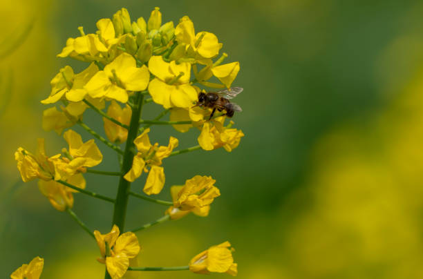 istock blooming rape flowers field in springtime 1137919812