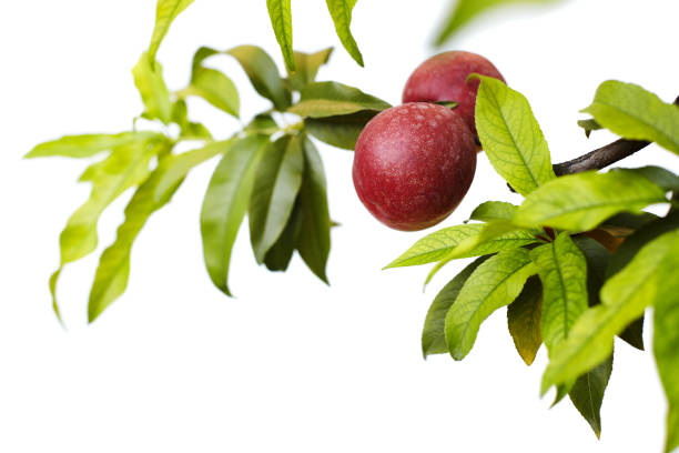 Fresh ripe peaches hanging on a tree branch isolated on pure white background