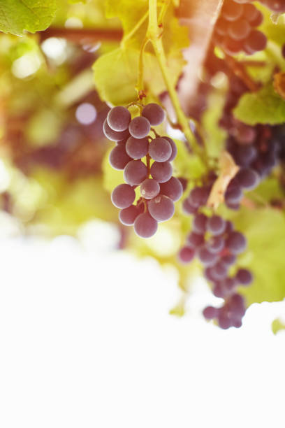 istock Cabernet Sauvignon Grape, vine clusters in a sunny day at vineyard 1137919993