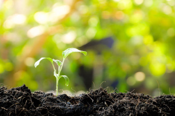 istock Green sprout growing from seed in organic soil 1137920252