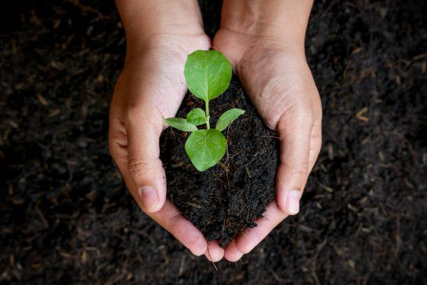 istock growth concept , hands are planting the seedlings into the soil 1137920259