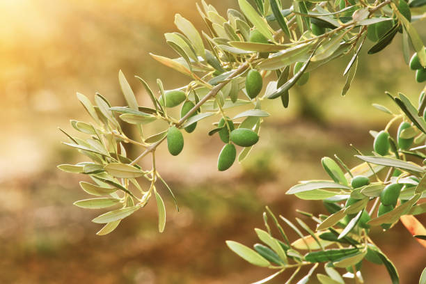 istock Olive branch in the morning sun 1137921093