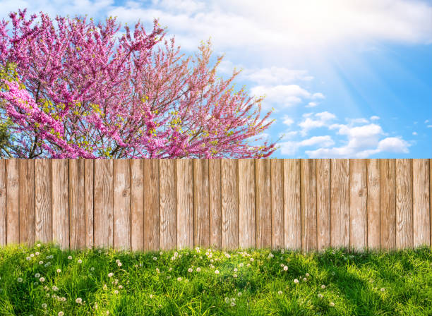 istock Wooden garden fence at backyard and blooming tree in spring 1137921520