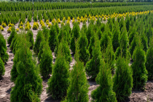 istock Thuja occidentalis in garden center. 1137922288