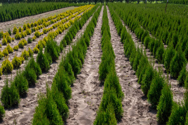 istock Thuja occidentalis in garden center. 1137922289
