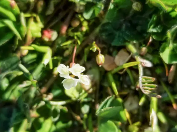 Photo of Subterranean clover or trefoil