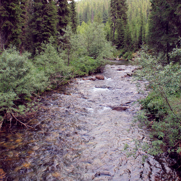 istock The mountain stone river in the forest. 1137923681
