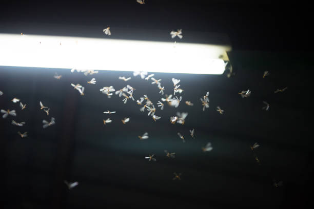 istock moth flying in the fire ,the neon light in night time, it's raining time. 1137923752