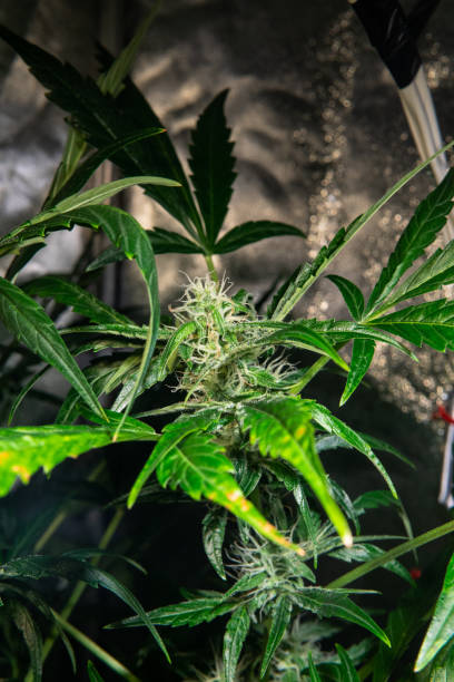 istock Flowering cannabis in closeup. Insta Stories resolution 1137925521