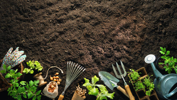 istock Gardening tools and seedlings on soil 1137926409