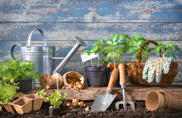 las plántulas de lechuga y tomates con herramientas de jardinería en el patio trasero - herramientas jardineria fotografías e imágenes de stock