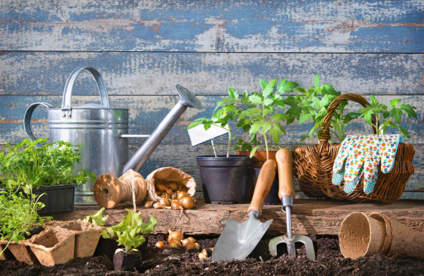 zaailingen van sla en tomaten met tuingereedschap op de achtertuin - tuin gereedschap stockfoto's en -beelden