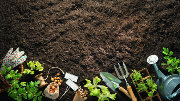 ferramentas e seedlings de jardinagem no solo - gardening shovel digging flower bed - fotografias e filmes do acervo