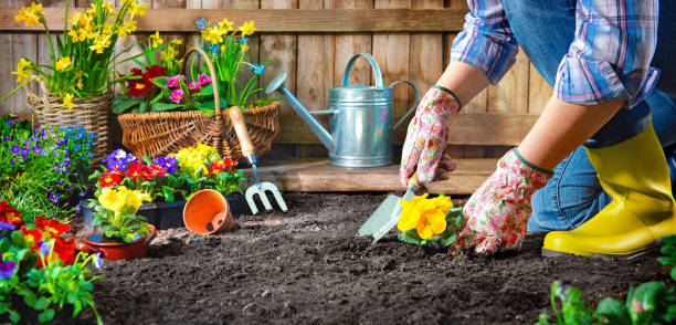 istock Planting flowers in sunny garden 1137926414