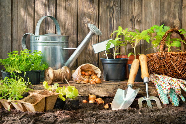 裏庭の園芸用具が付いているレタスそしてトマトの苗 - planting tomato vegetable garden vegetable ストックフォトと画像