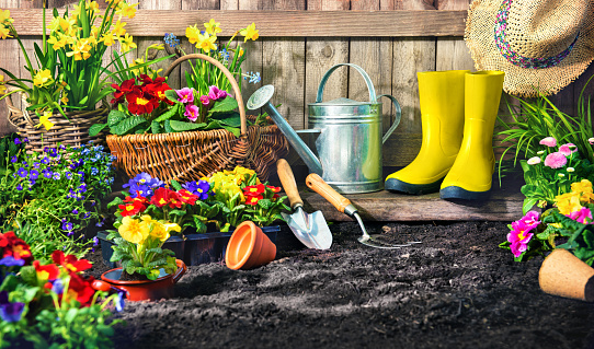 Planting flowers in sunny garden. Gardening tools and spring flowers at the backyard