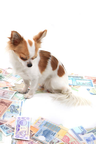 istock chihuahua and world banknotes 1137926500