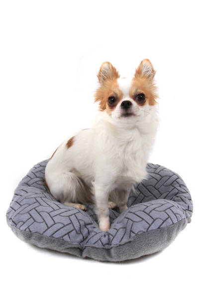 istock long hair chihuahua Viola isolated 1137926521
