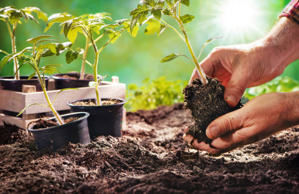 Farmer planting tomatoes seedling in organic garden Farmer planting tomatoes seedling in organic garden. Gardening young plant into bed gardening stock pictures, royalty-free photos & images