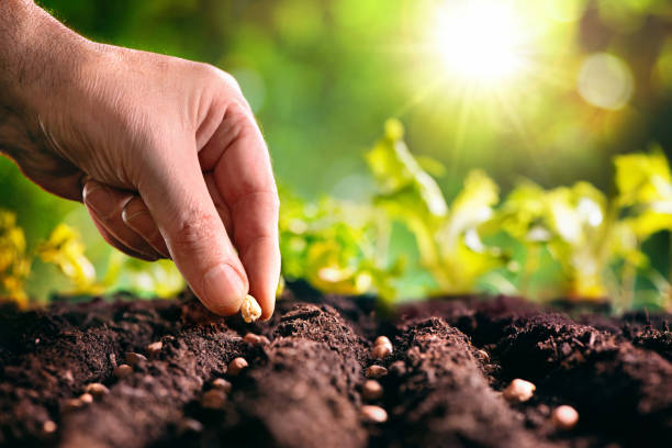 istock Farmer planting seeds in soil 1137926596