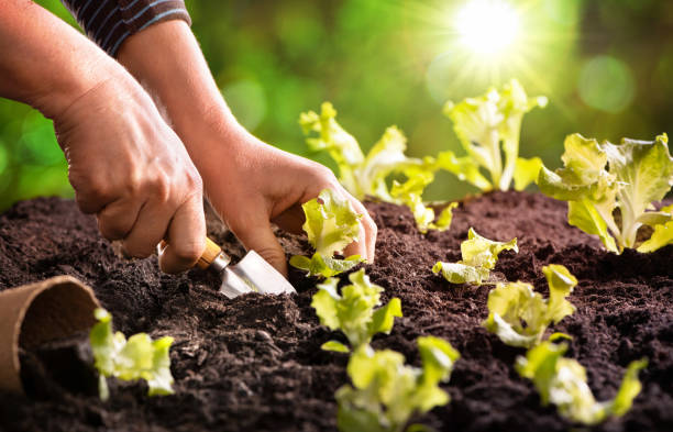 fazendeiro que planta seedlings novos da salada da alface - gardening shovel digging flower bed - fotografias e filmes do acervo