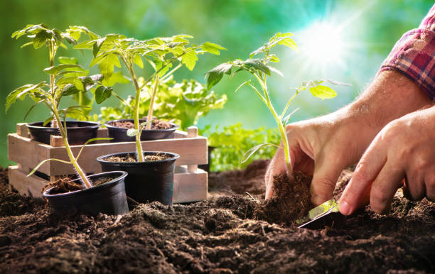 istock Farmer planting tomatoes seedling in organic garden 1137926601