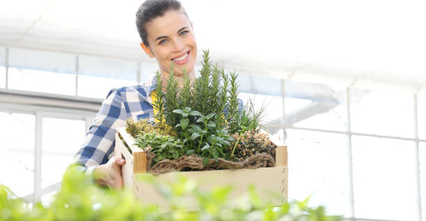 smiling woman with wooden box full of spice herbs on white background, spring garden concept smiling woman with wooden box full of spice herbs on white background, spring garden concept herb crate thyme sage stock pictures, royalty-free photos & images