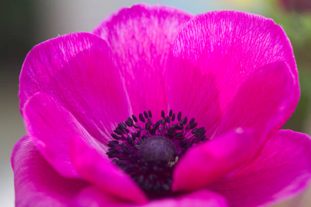 Close up of an anemone in full bloom