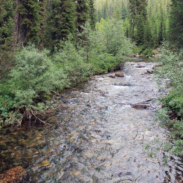 istock The mountain stone river in the forest. 1137927035