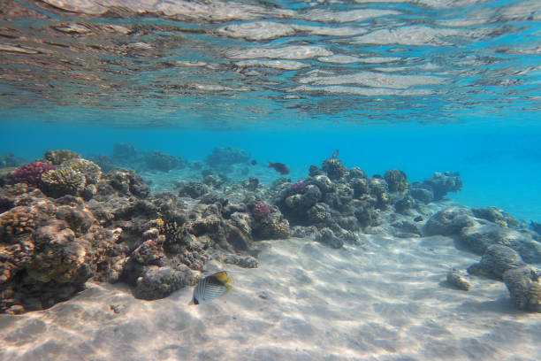 istock coral reef in egypt 1137927124