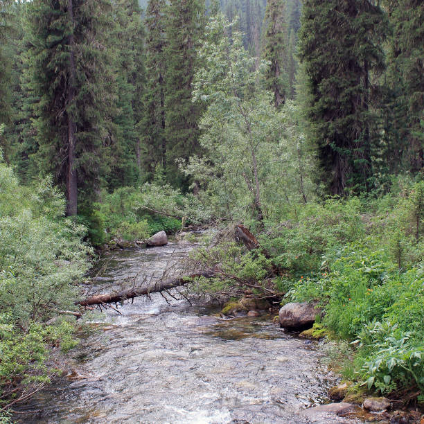 istock The mountain stone river in the forest. 1137927142