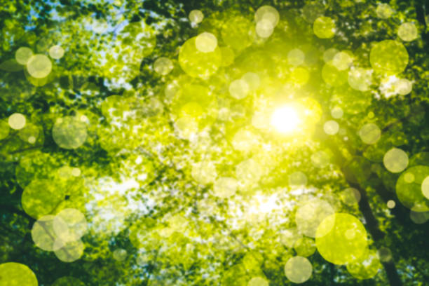 Sunny green forest foliage background.