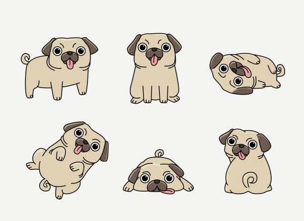 illustrazioni stock, clip art, cartoni animati e icone di tendenza di carlino sciocco carino - dutch bulldog