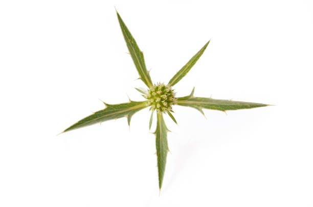 istock Flower of thistle on white background isolated 1137928292