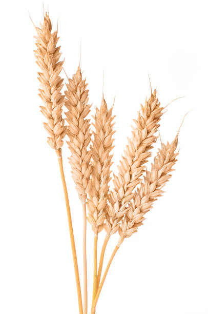 spighe mature di grano isolate su sfondo bianco - wheat bundle bouquet food foto e immagini stock