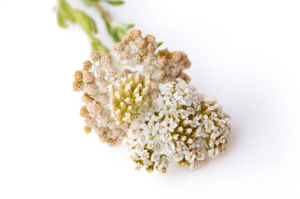 istock Common Yarrow (Achillea millefolium) flowering plant isolated against white background 1137928325