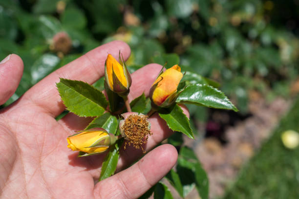 istock Flower without petals in the garden 1137929526