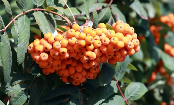 istock ashberry at dry sunny day 1137930109