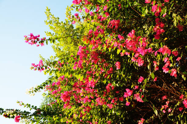 bougainvillea plant as very nice texture bougainvillea plant as very nice texture buganvilia stock pictures, royalty-free photos & images