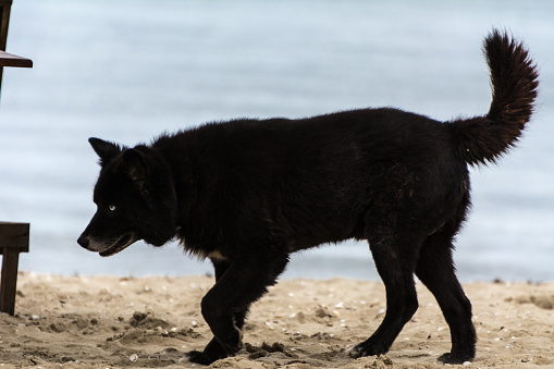2018, november - Paraty, Brazil. Black dog, similar to a wolf or a bear, standing on the beach.