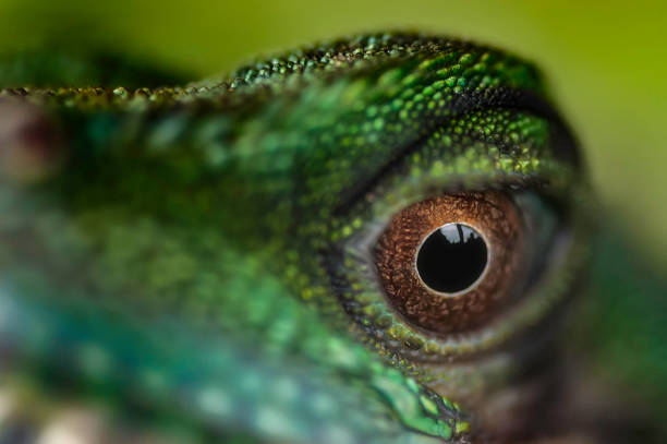 istock Detailed view of the eye lizard 1137931349