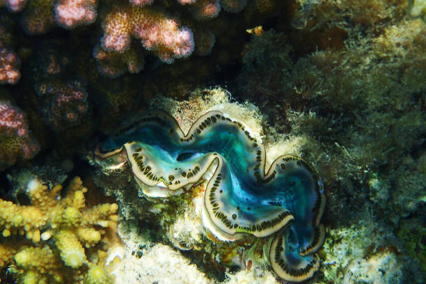 istock giant clams from red sea 1137931555